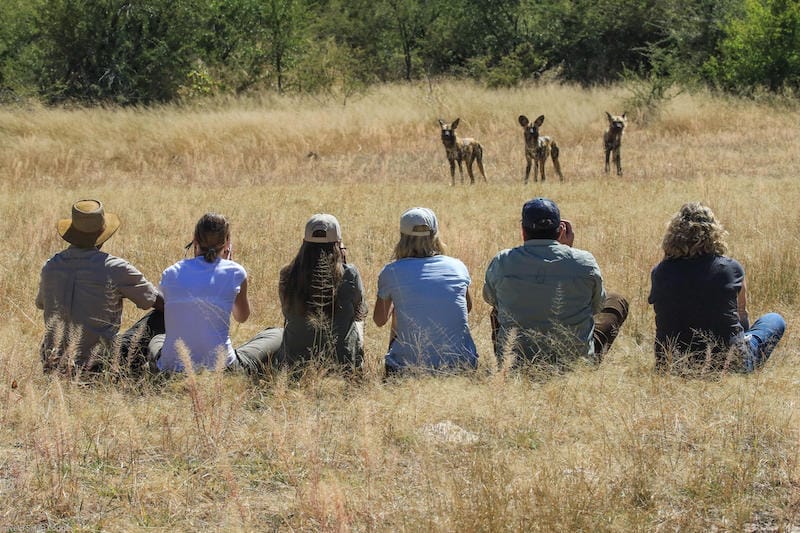 Watching Hyenas on Zimbabwe Walking Safari