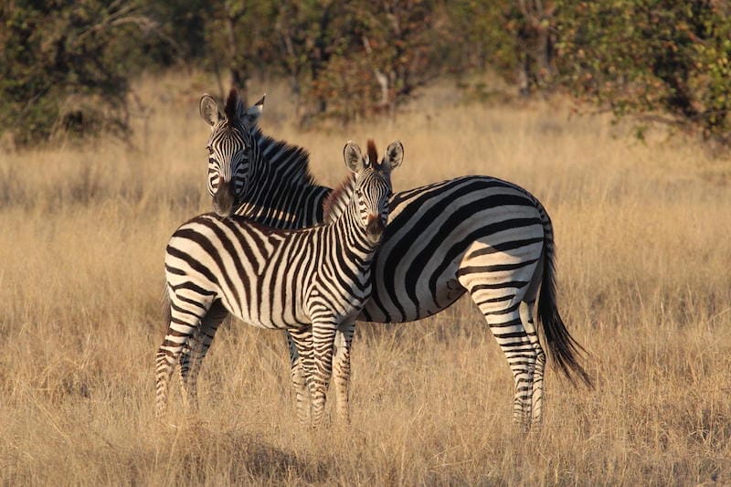 Zebras seen on Zimbabwe Safari