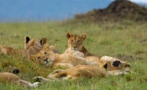 Lion Cubs relaxing in grass - Masai Mara Safari