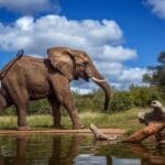 Elephant Next to pool of water with fallen tree inside - Kruger National Park
