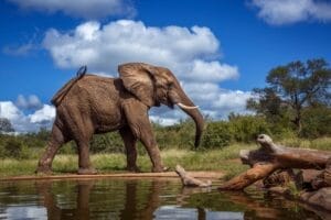 Elephant Next to pool of water with fallen tree inside - Kruger National Park