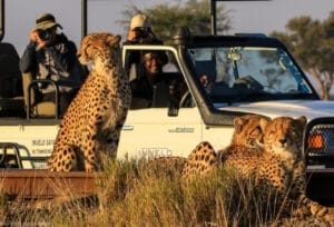Cheetah - Kenya Vacation