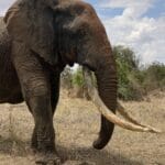 IMG_2510 | Gamewatchers Safaris