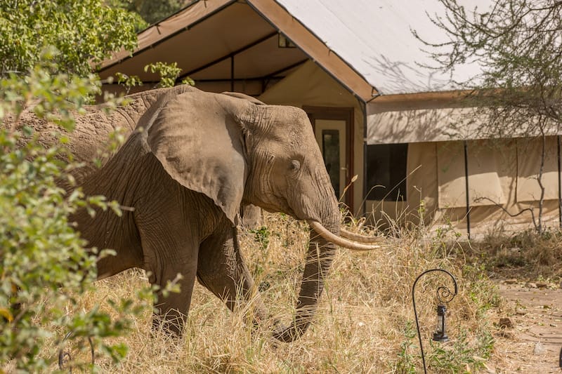 Nimali Tarangire Camp