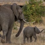 Nimali Tarangire - Elephants