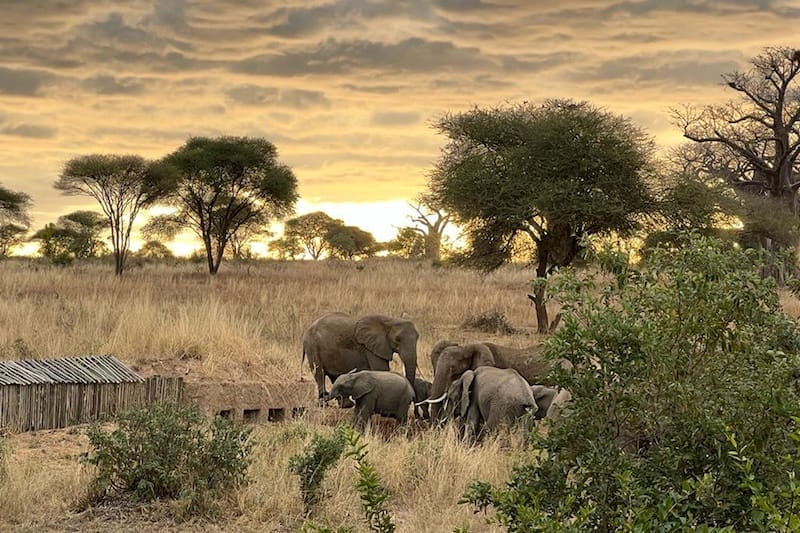 Nimali Tarangire Wildlife Hide