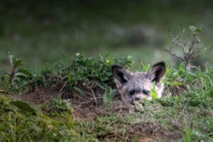 Bat eared fox in Ol Kinyei Conservancy. Photo credit Kristy Thomson.