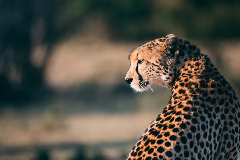 Ol Kinyei Conservancy Cheetah - Photo Credit Vlad Tchompolov