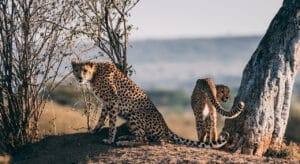 Ol Kinyei Conservancy Cheetah - Photo Credit Vlad Tchompolov