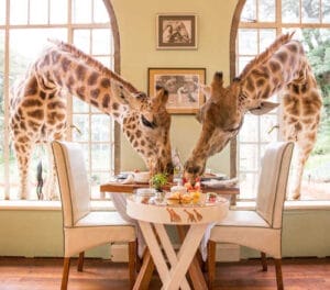 Giraffe Manor Breakfast With Giraffe