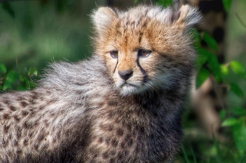 Cheetah Cub Ol Kinyei Conservancy. Photo credit Kristy Thomson.