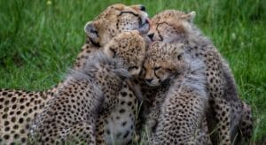 Cheetahs in Ol Kinyei Conservancy - photo credit Kristy Thomson