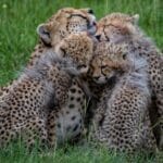 Cheetahs in Ol Kinyei. Photo credit Kristy Thomson.