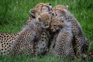 Cheetahs in Ol Kinyei. Photo credit Kristy Thomson.