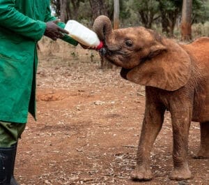 Daphne Sheldrake Elephant Orphanage