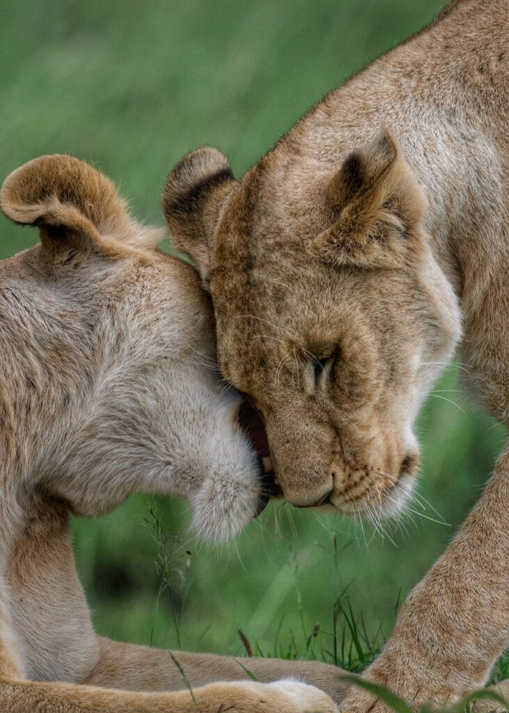 Lionesses in Ol Kinyei Conservancy. Photo credit Kristy Thomson