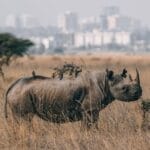 Nairobi National Park