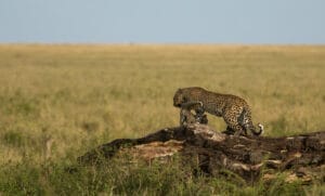 Nimali Serengeti Camp