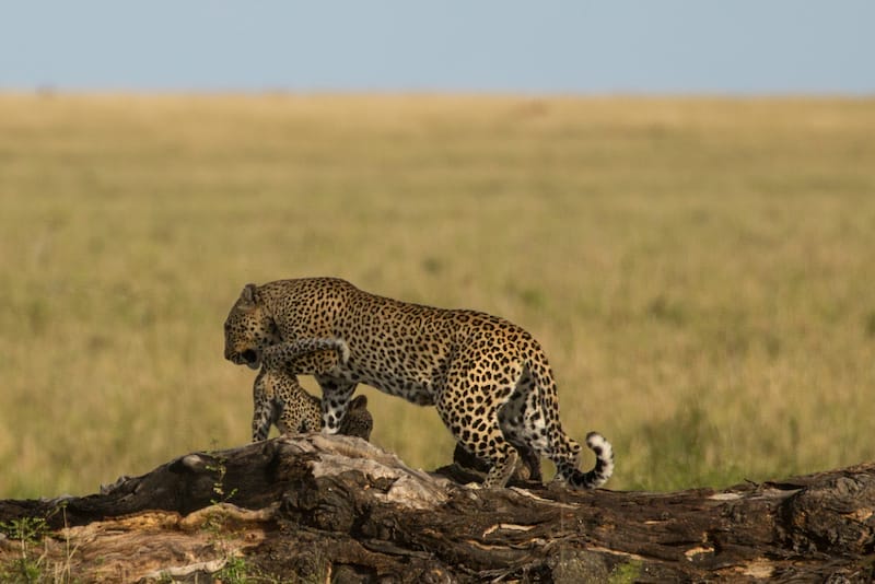 Nimali Serengeti Camp