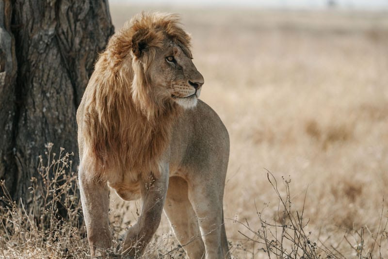 Nimali Serengeti Camp