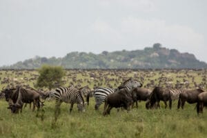 Nimali Camps - Serengeti Migration