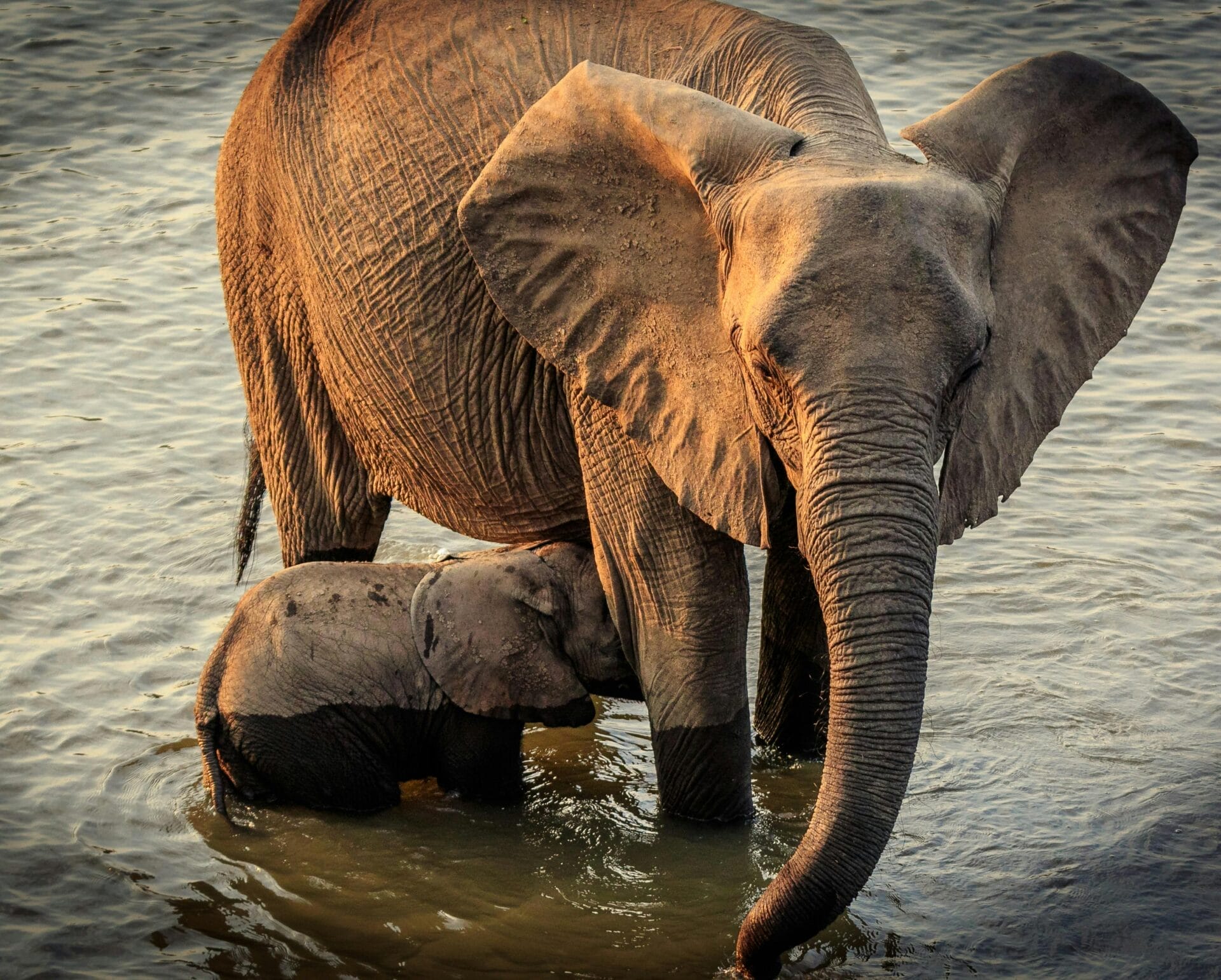 Elephants bathing in watering hole