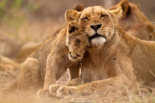 Lioness and Lioncub spotted on safari