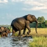 Luxury Safari Botswana