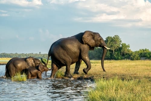 CloseEncounterWithElephantsCrossingTheChobeRiverBetweenNamibia | Gamewatchers Safaris Elephants seen exiting watering hole on botswana safari
