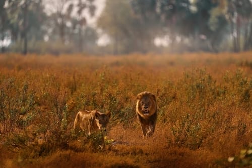 Lions seen on a luxury safari through Botswana | Gamewatchers Safaris Lions seen on a luxury safari through Botswana