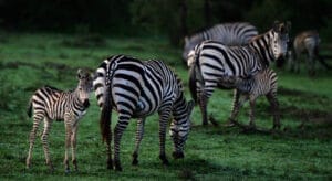 Zebra Babies in Ol Kinyei - photo credit Kristy Thomson