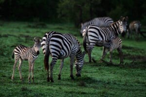 Zebra Babies Ol Kinyei Conservancy. Photo Credit Kristy Thomson.