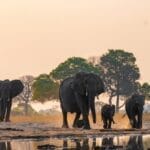 African Safari And Tour