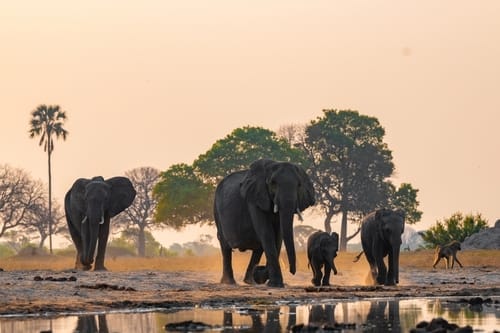 African Safari And Tour
