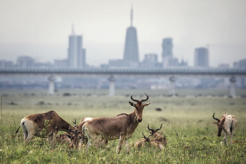 The Emakoko Nairobi Skyline