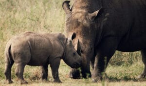 Ololo Lodge Rhino