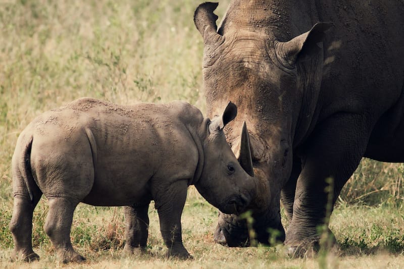 Ololo Lodge Rhino