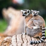 LemurCattaBabyOnTheMothersBacklemurCattaBabyAnd