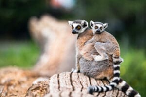 LemurCattaBabyOnTheMothersBacklemurCattaBabyAnd
