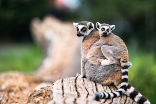 LemurCattaBabyOnTheMothersBacklemurCattaBabyAnd