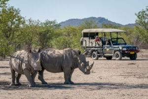 Namibia Ongava Lodge Rhino