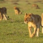 Tanzania Safari Holidays