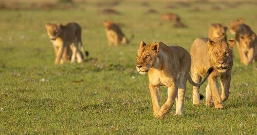 Tanzania Safari Holidays