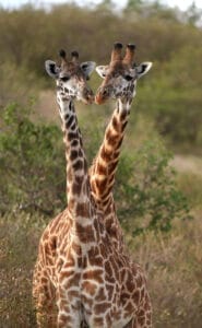 Giraffes - photo credit Gary Friedman