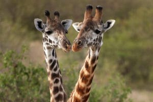 Giraffes - photo credit Gary Friedman