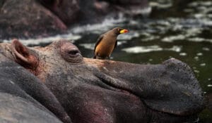 Hippo & Oxpecker Bird - photo credit Gary Friedman