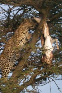 Leopard in a tree - photo credit Gary Friedman