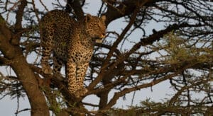 Leopard in a tree - photo credit Gary Friedman