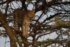 Leopard in a tree - photo credit Gary Friedman