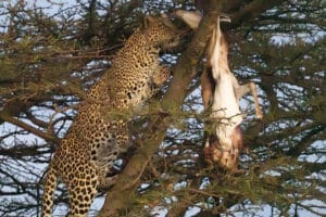Leopard in a tree - photo credit Gary Friedman